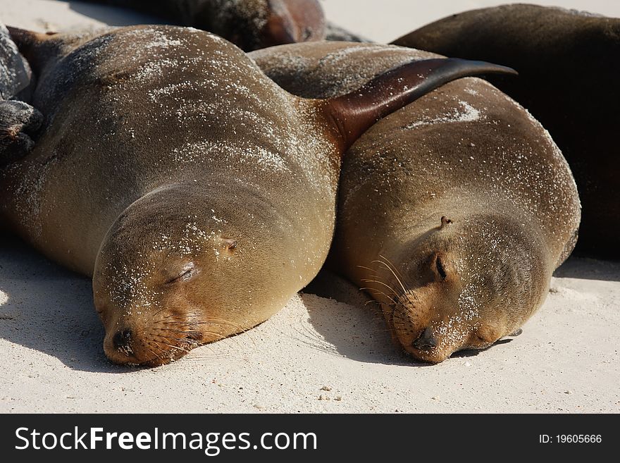 Sea lions basking in the sun in the Galapagos islands. Sea lions basking in the sun in the Galapagos islands