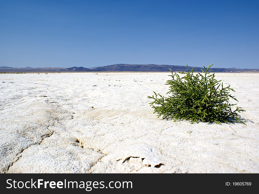 A mere bit of growth clings to life in a hot California salt pan. A mere bit of growth clings to life in a hot California salt pan.
