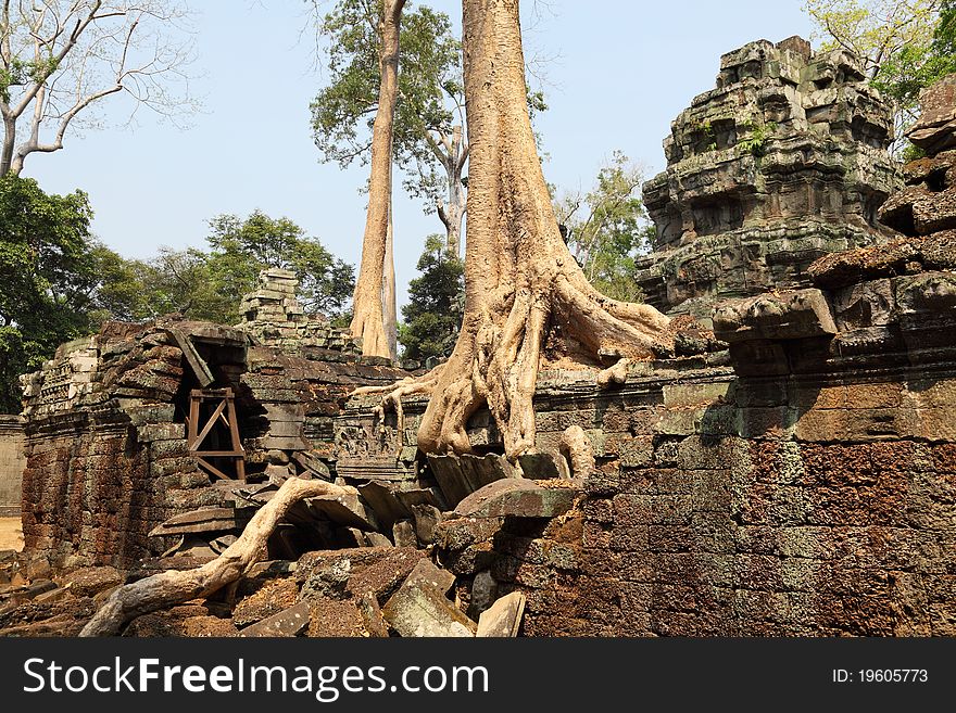 Tree growing on ancient Angkor Wat ruins