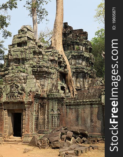 Tree growing on ancient Angkor Wat ruins