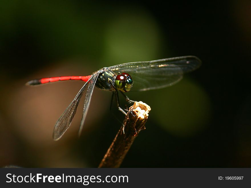 Dragonfly, Agrionoptera Insignis