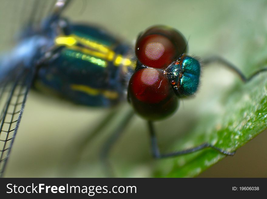 Up close on the eyes of the dragonfly (Cratilla lineata). Up close on the eyes of the dragonfly (Cratilla lineata)