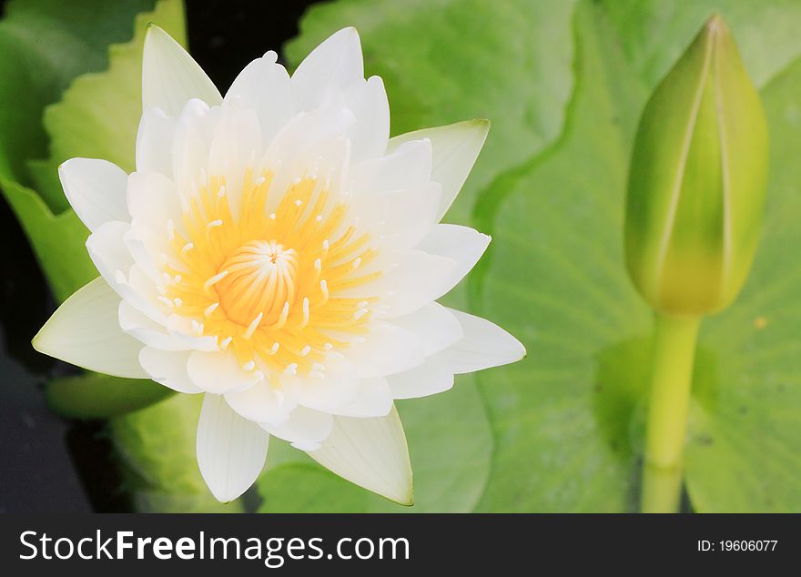 White lotus and grean leaf
