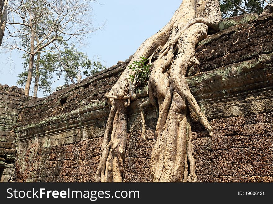 Tree growing on ancient Angkor Wat ruins