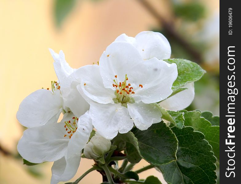 Sprig of apple blossom, closeup