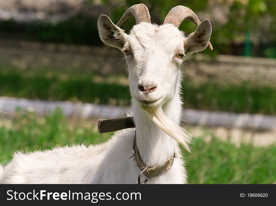 White goatling on green grass