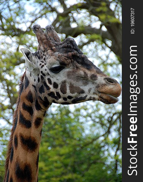 Close-up profile shot of adult male giraffe at Longleat Safari Park in Wiltshire, UK. Close-up profile shot of adult male giraffe at Longleat Safari Park in Wiltshire, UK