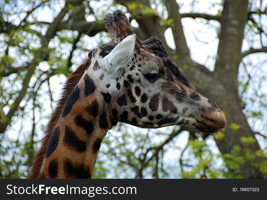 Close-up profile shot of adult male giraffe at Longleat Safari Park in Wiltshire, UK. Close-up profile shot of adult male giraffe at Longleat Safari Park in Wiltshire, UK