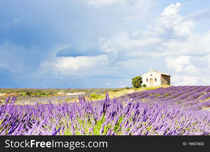 Lavender field, Provence