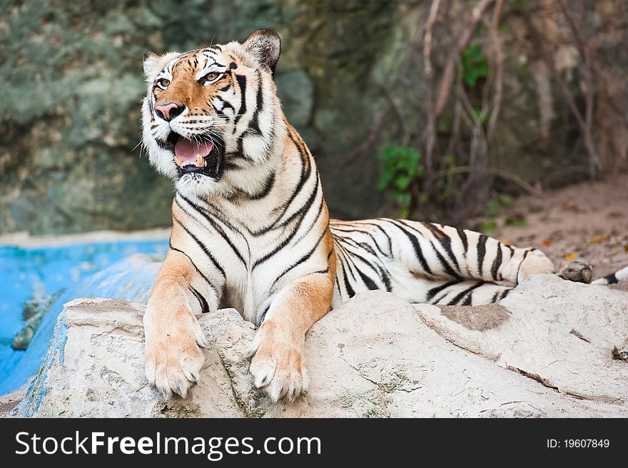 Dangerous tiger in a zoo