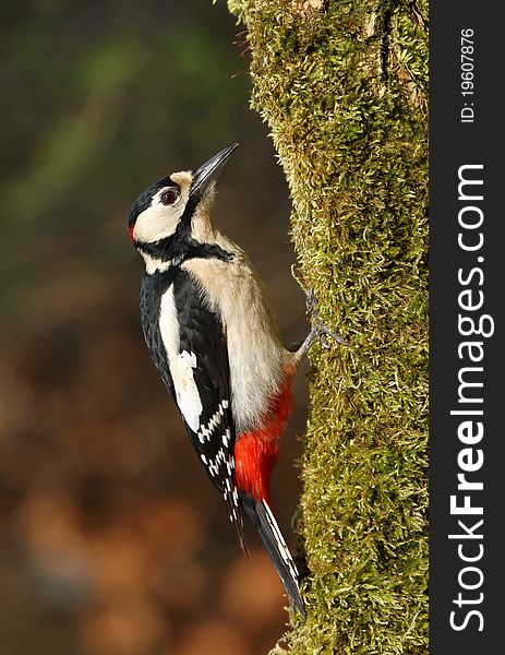 Nice wood-pie on mossy tree