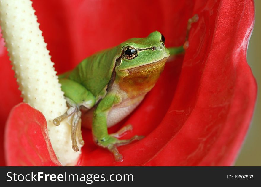 Green tree-frog in red prime sitting
