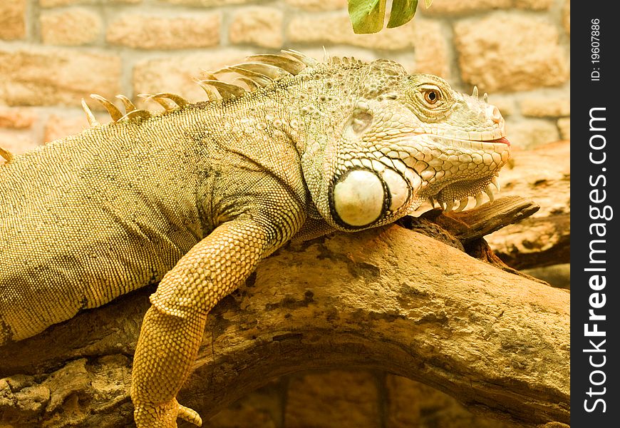 Iguana shot at close up range