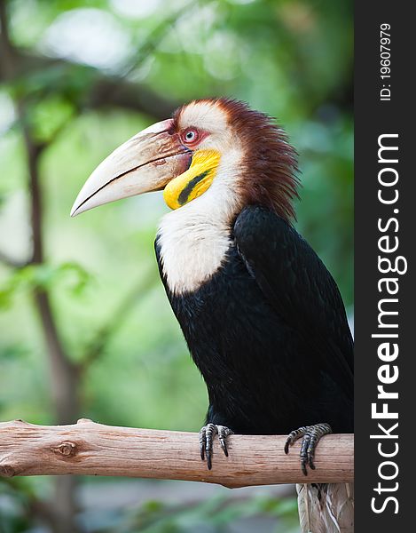Wreathed Hornbill in a zoo