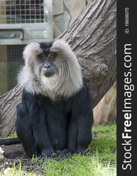 Lion-tailed  macaque sitssits sits in a zoo at a tree and looks. Lion-tailed  macaque sitssits sits in a zoo at a tree and looks