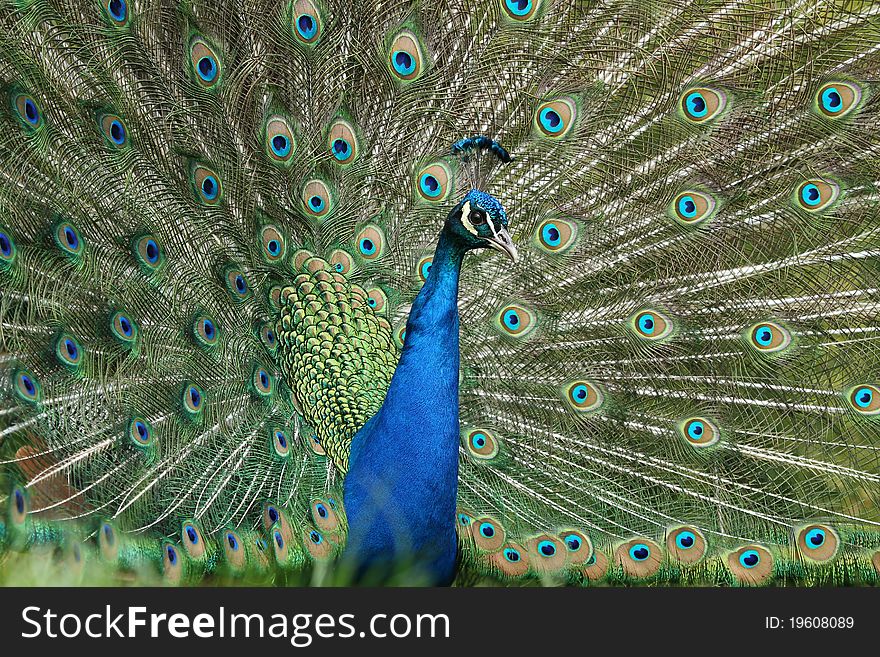 Beautiful peacock with his tail opened