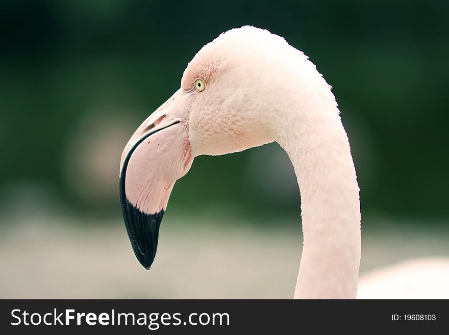 A flamingo closeup taken in a pond.