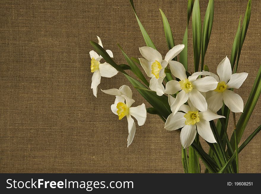 Bouquet of narcissuses white against from a canvas