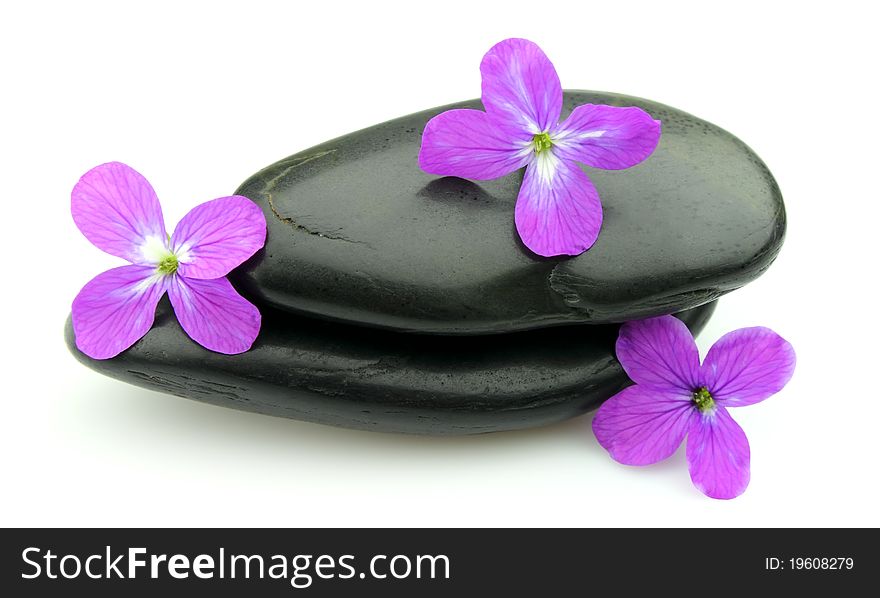 Stones with violet flowers close up