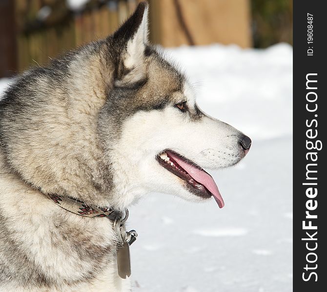 Portrait of a beautiful husky dog.