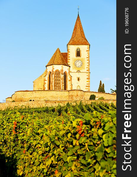 Church with vineyard in Hunawihr, Alsace, France