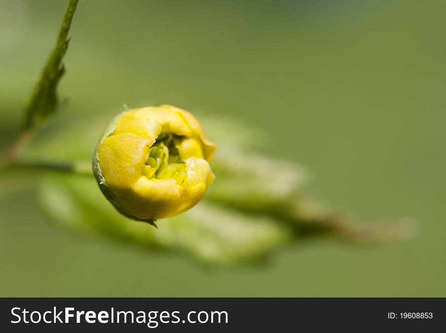 Soft-focus close-up of yellow flowers, photo taken in natural environment