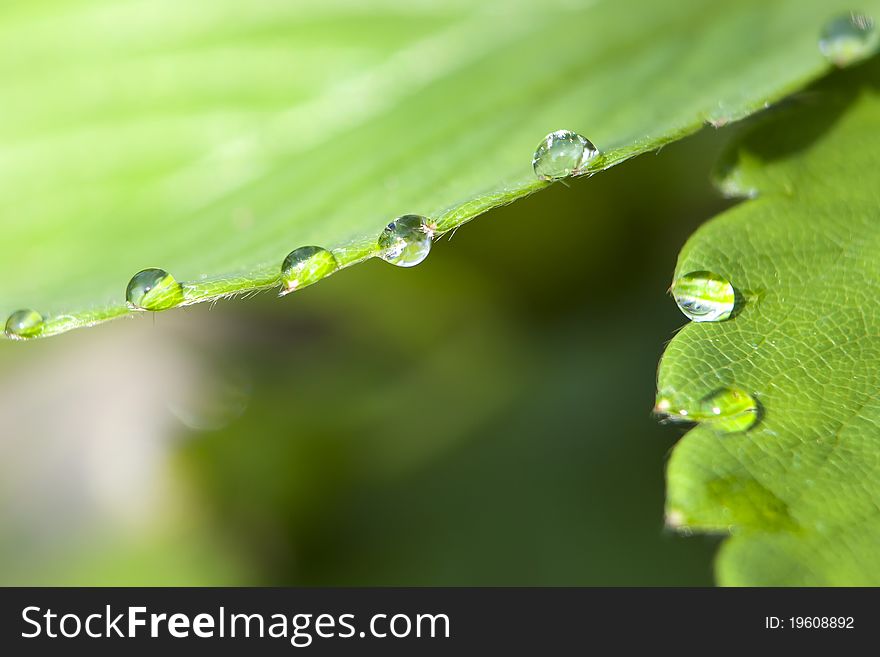 Green leaf with water drops