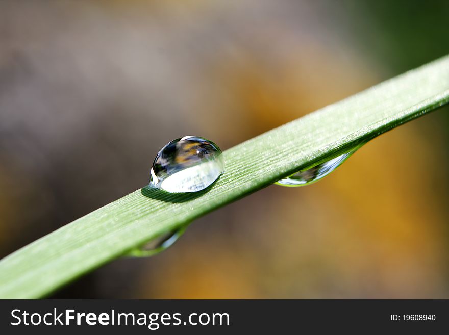 Water drops on the green grass, close-up