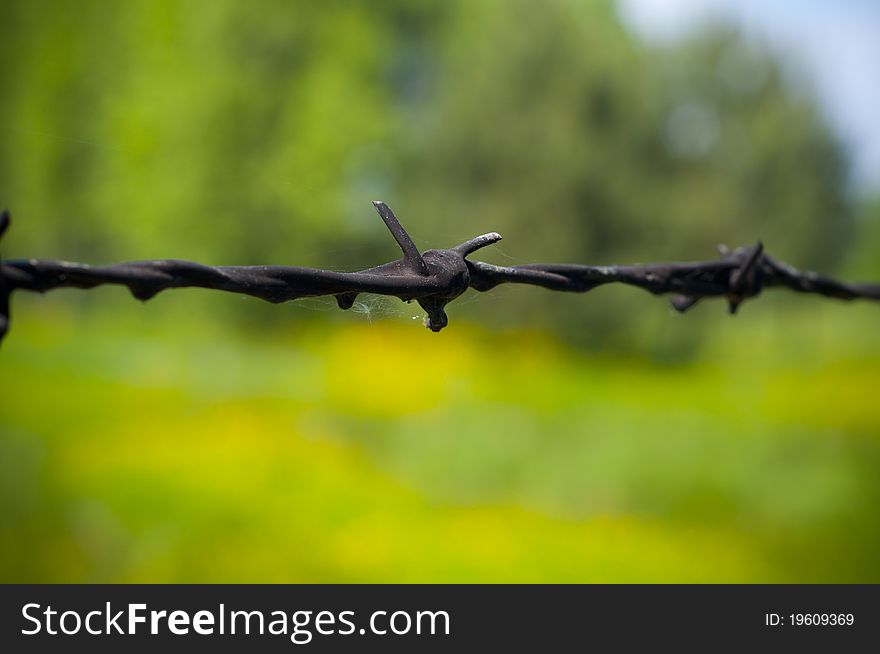 Close-up on a barbed wire