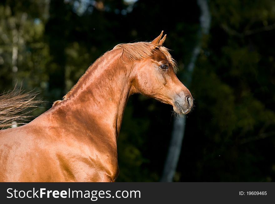 Chestnut Arabian Horse Stallion Portrait