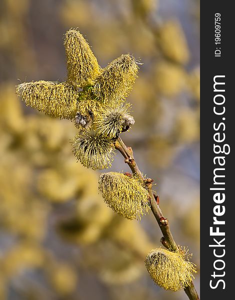 New hazel catkins in spring time
