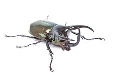 Black Big Beetle Chalcosoma Caucasus Isolated Royalty Free Stock Images