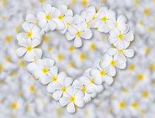 Plumeria Flowers Heart Stock Image Plumeria Flowers Heart Stock Image