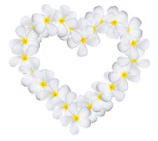 Plumeria Flowers Heart Royalty Free Stock Images Plumeria Flowers Heart Royalty Free Stock Images