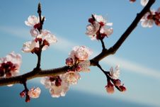 Apple Blossoms Against A Blue Sky Stock Photos