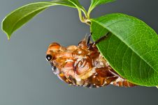Cicada Eclosion Royalty Free Stock Photography Cicada Eclosion Royalty Free Stock Photography