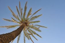 Beautiful Palm Tree Over Blue Summer Sky Stock Photography Beautiful Palm Tree Over Blue Summer Sky Stock Photography