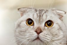 Gray Scottish Cat Close Up Royalty Free Stock Photography