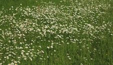 Field Of Marguerites Stock Photos Field Of Marguerites Stock Photos