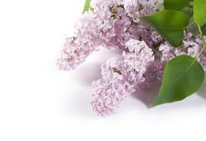 Lilac Branch Royalty Free Stock Images Lilac Branch Royalty Free Stock Images