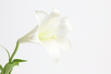 White Lily Flower - Isolated On White Background Stock Images White Lily Flower - Isolated On White Background Stock Images