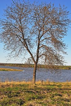 Tree At Riverbank Stock Photography Tree At Riverbank Stock Photography