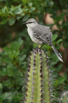 Tropical Mockingbird - Bonaire Stock Photography Tropical Mockingbird - Bonaire Stock Photography