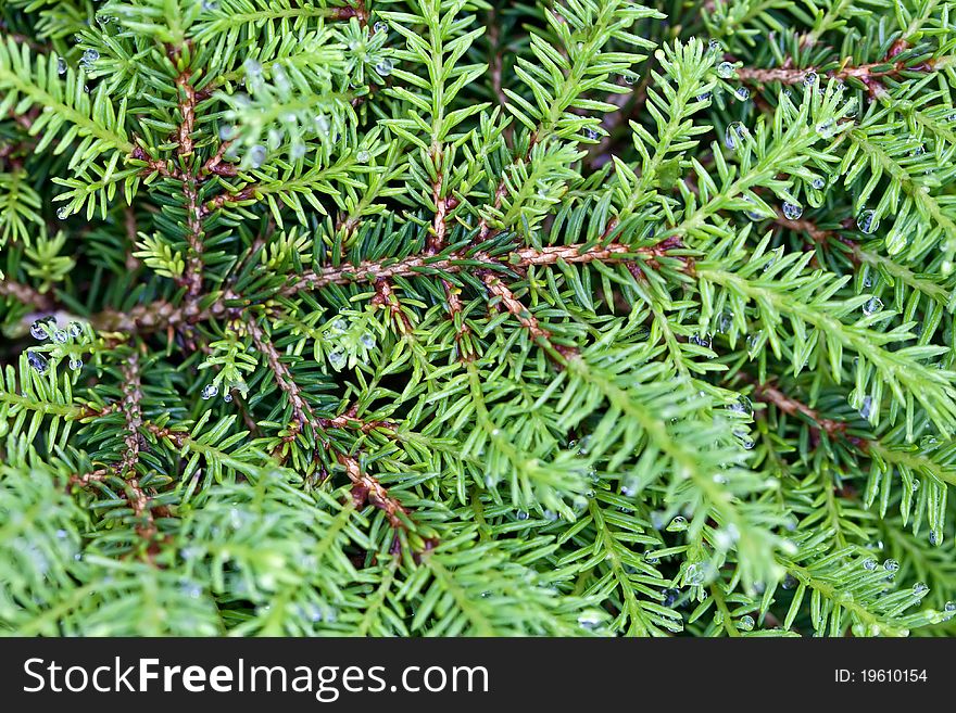 Background of green branches with needles fir tree