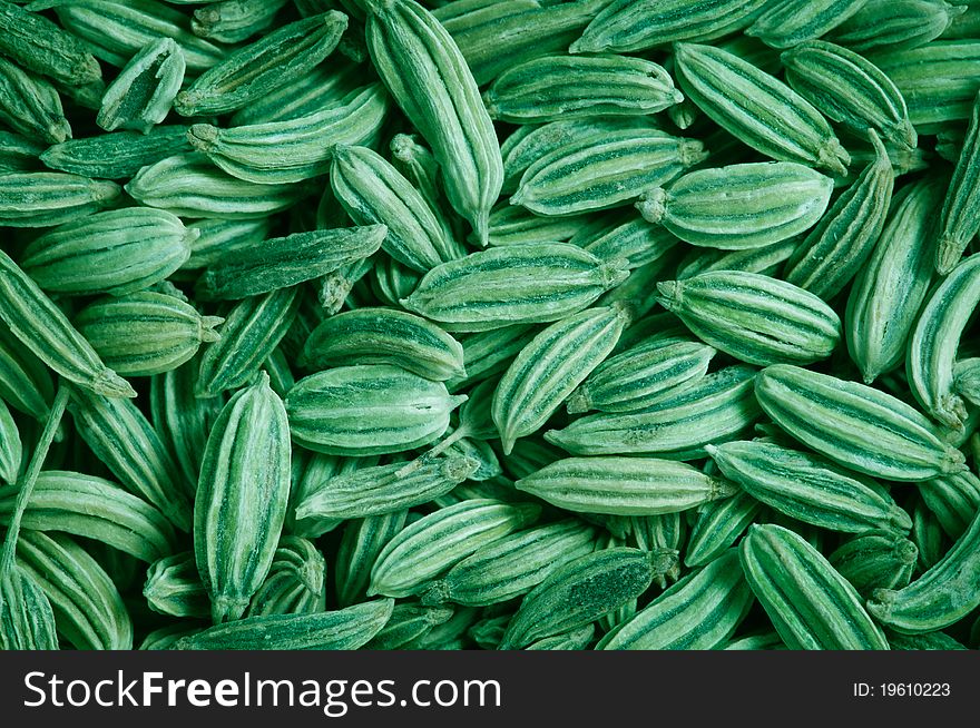 Green fennel seeds texture background, close up. Green fennel seeds texture background, close up