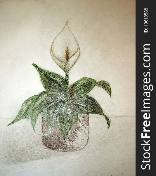 One white lily in pot with green leaves. Hand drawn image with shading and shadows on parchment type paper.