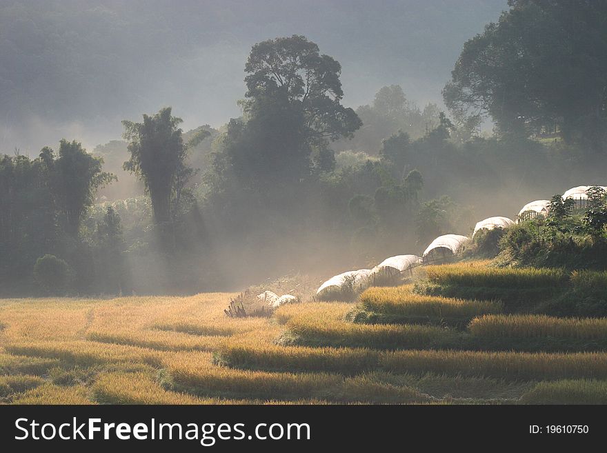 Terrace paddy rice in the morning , chiangmai,thailand