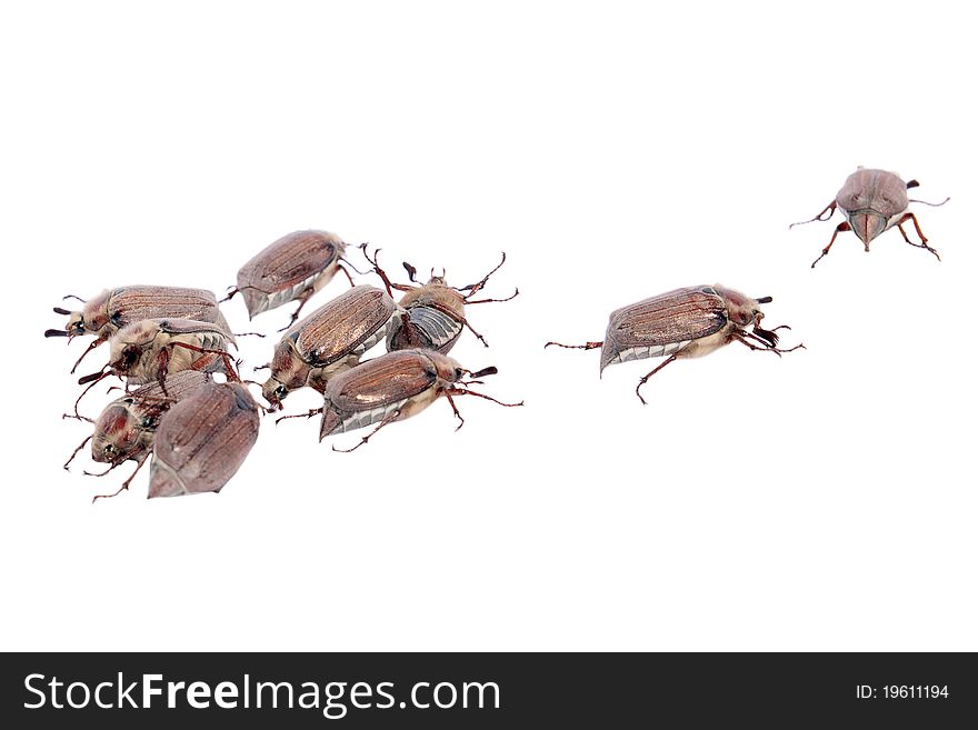 Isolated group of May bugs run away. Isolated group of May bugs run away