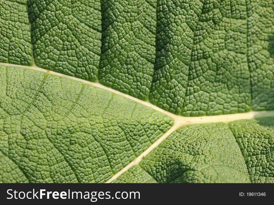 An macro leafe structure shot. An macro leafe structure shot