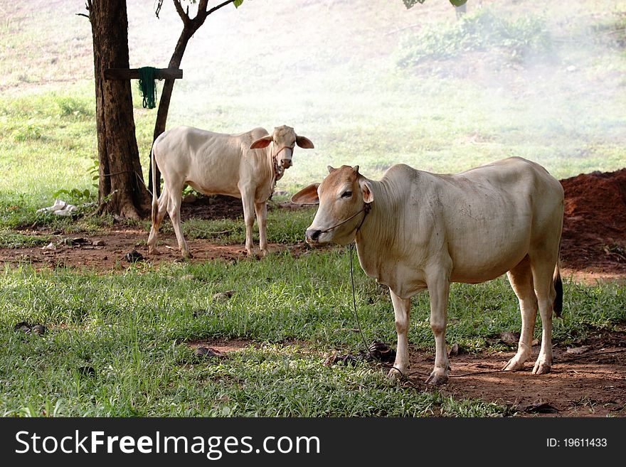 White cows are rest in shade of farm.